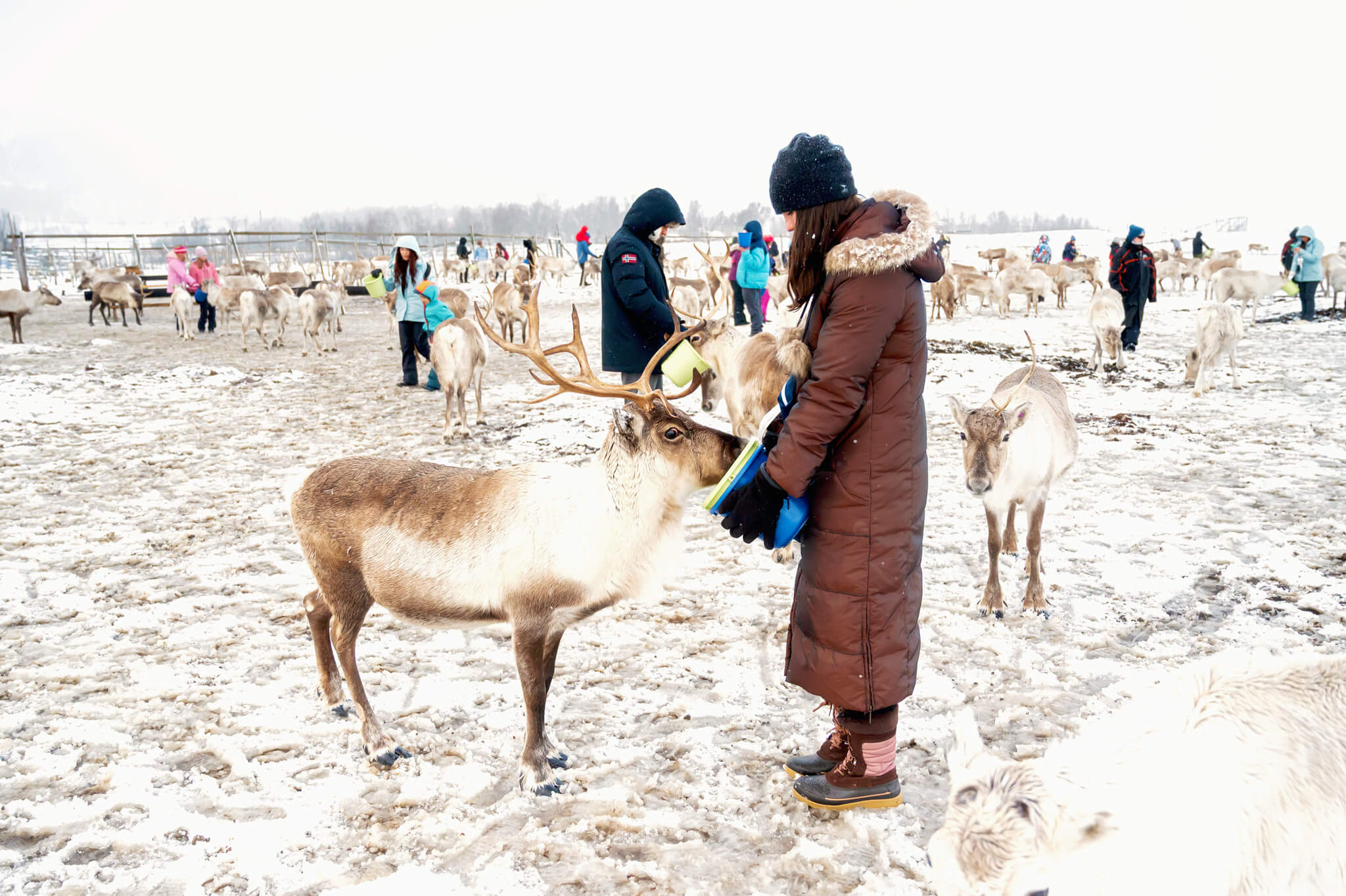 Tromso Norway 41 • Our Little Lifestyle Tromso Arctic Reindeer Feeding Experience