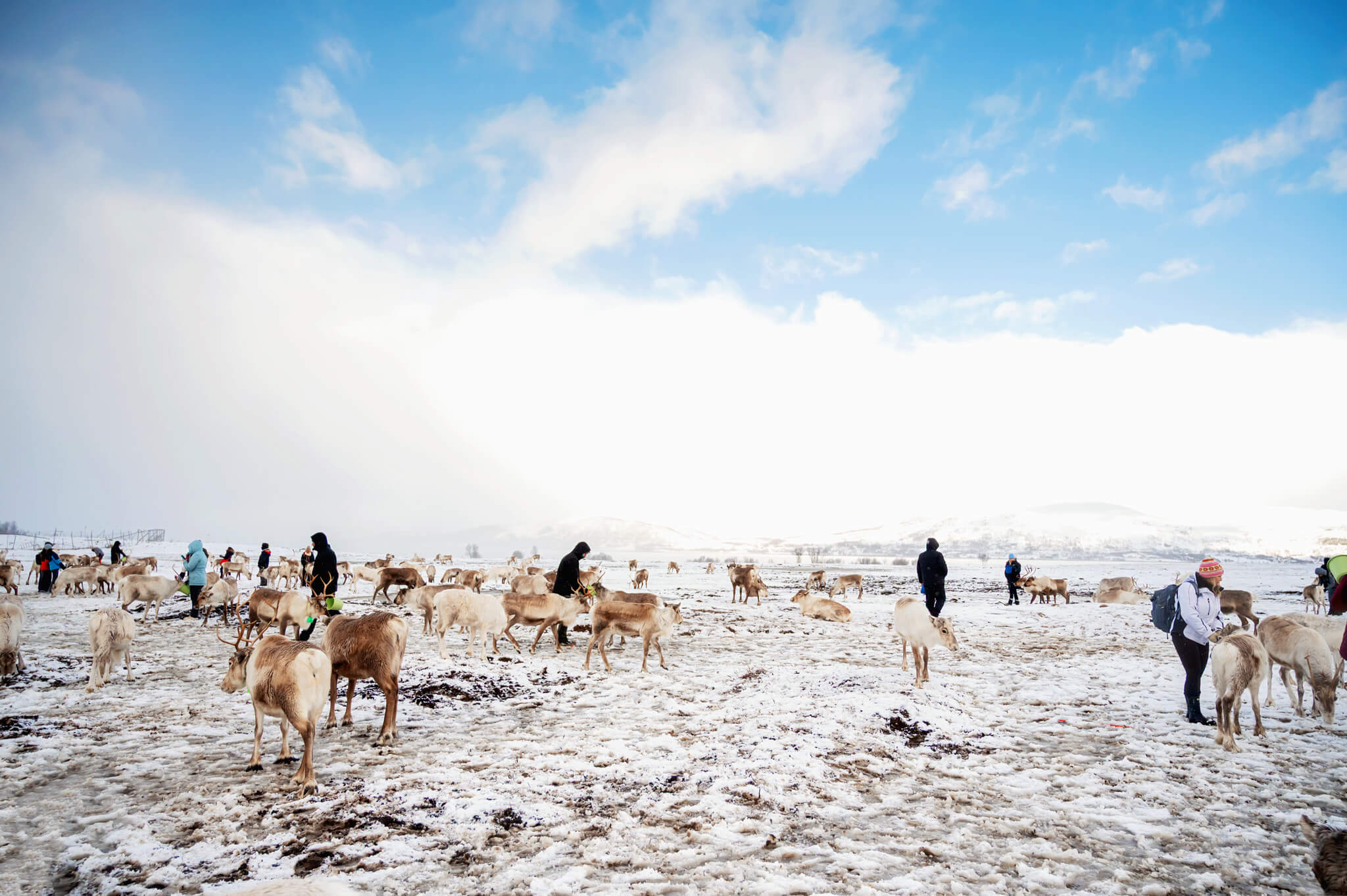 Tromso Norway 42 • Our Little Lifestyle Tromso Arctic Reindeer Feeding Experience Sami Camp
