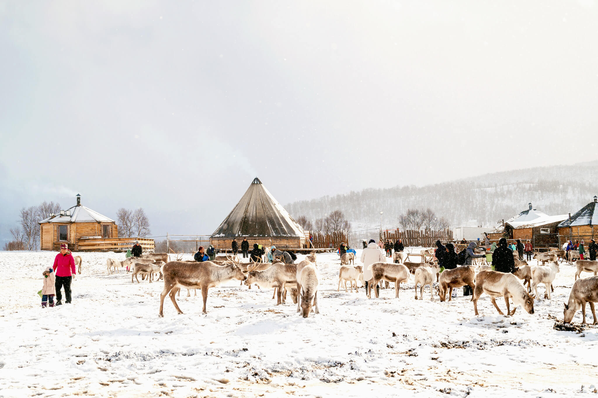Tromso Norway 44 • Our Little Lifestyle Sami Camp setting at the Tromso Arctic Reindeer Feeding Experience