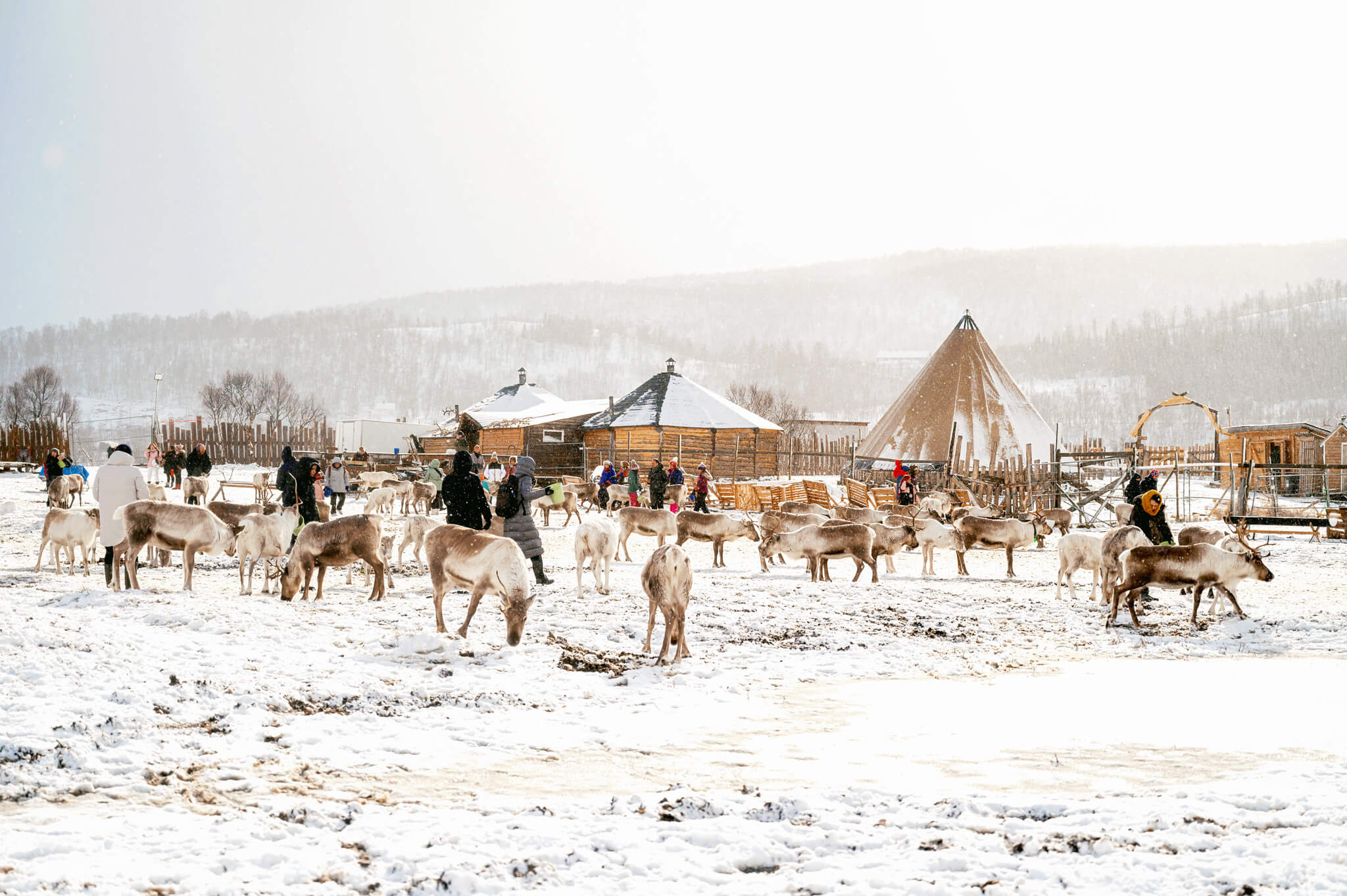 Tromso Norway 45 • Our Little Lifestyle Tromso Arctic Reindeer Feeding Experience