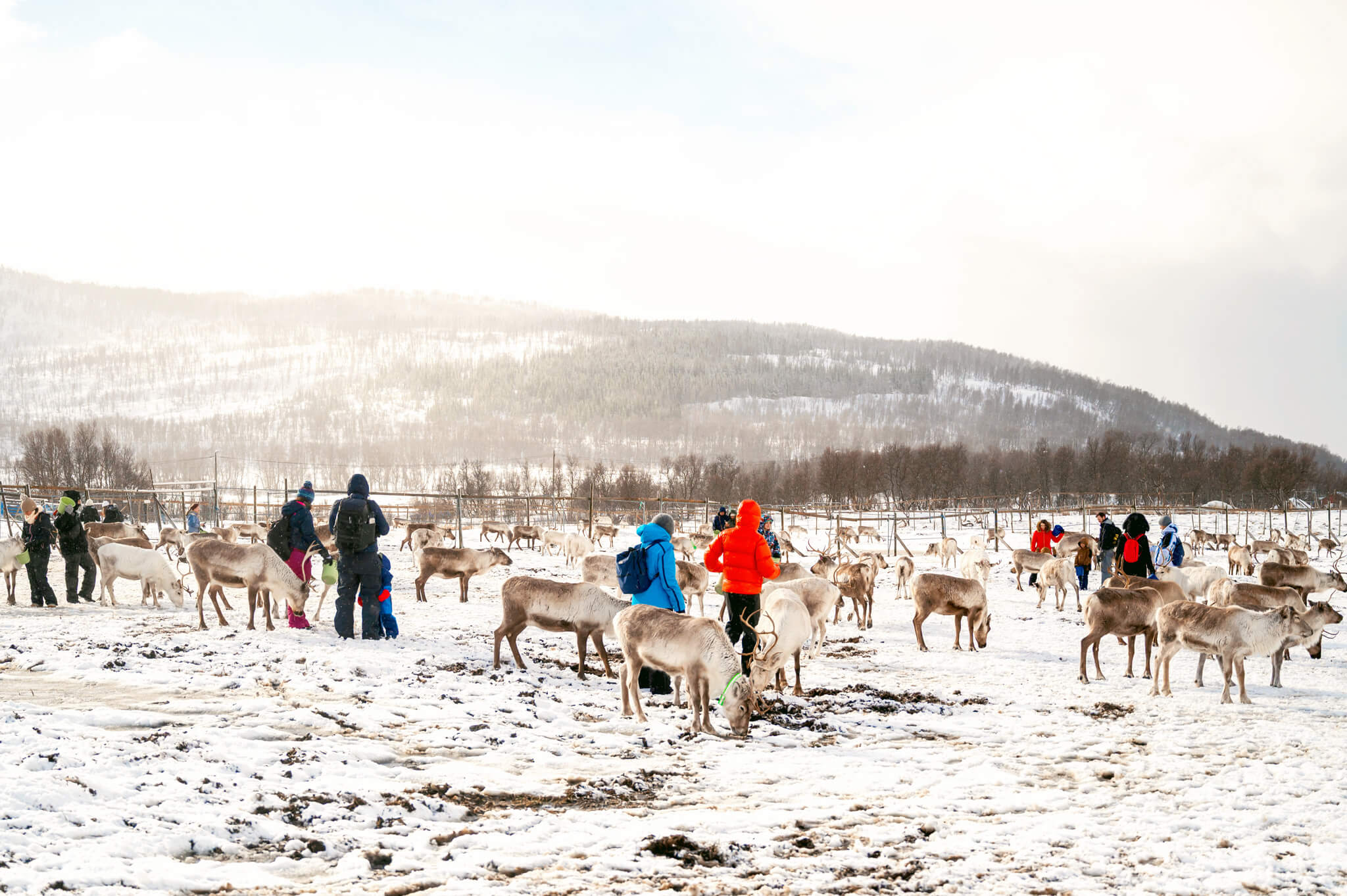 Tromso Norway 46 • Our Little Lifestyle Tromso Arctic Reindeer Feeding Experience on a snowy arctic day
