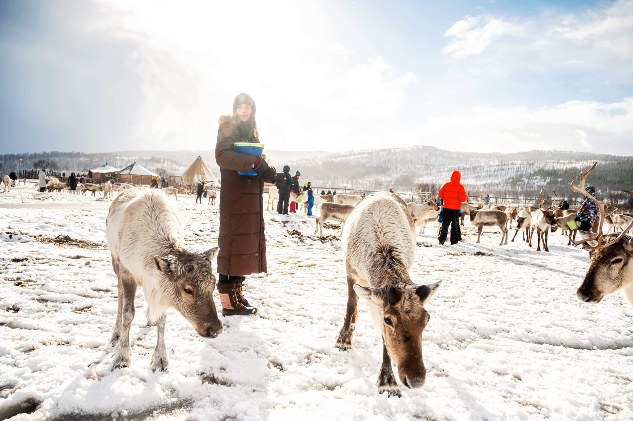 Tromso Norway 48 • Our Little Lifestyle Tromso Arctic Reindeer Feeding Experience photos