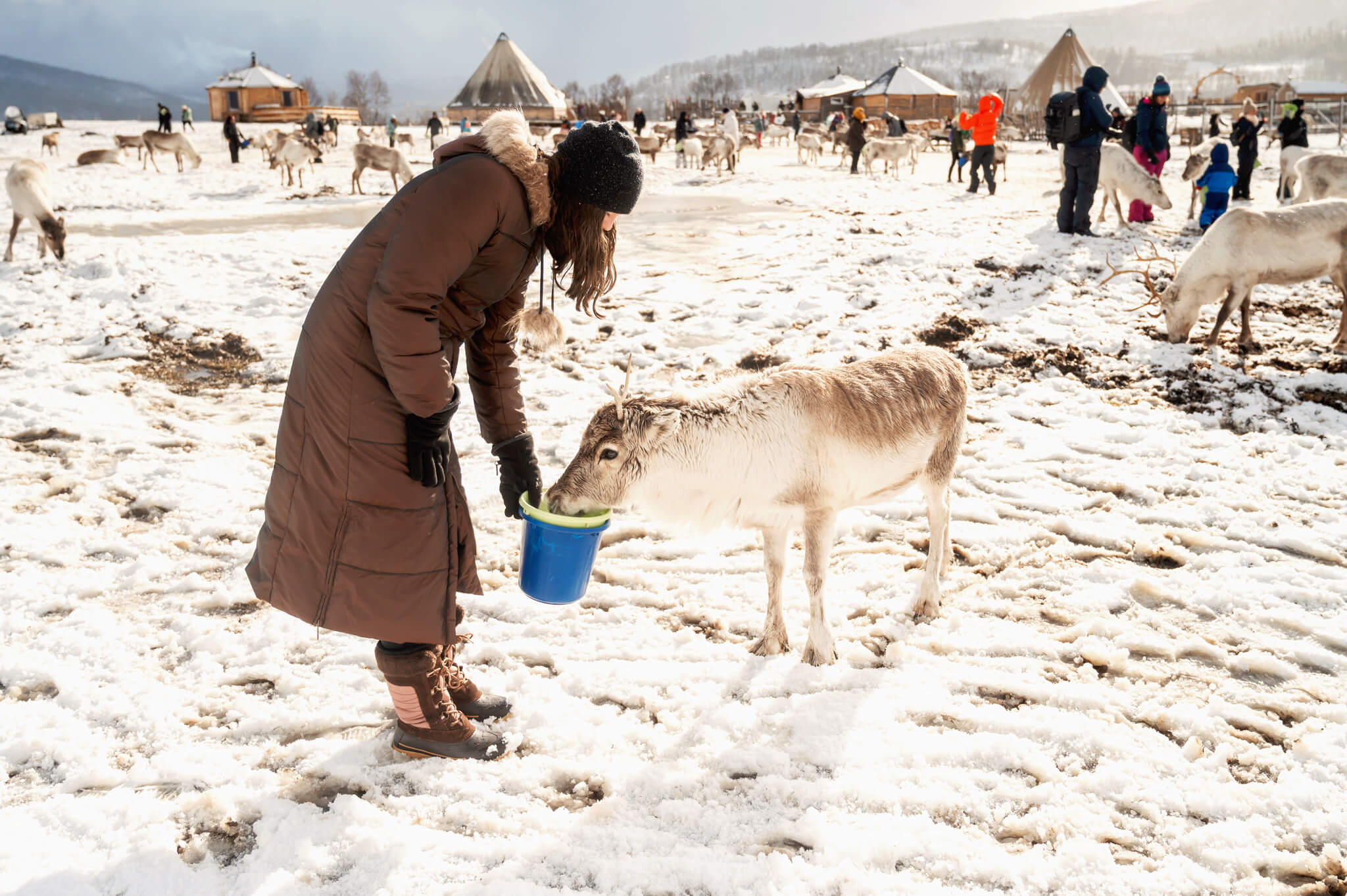 Tromso Norway 49 • Our Little Lifestyle Tromso Arctic Reindeer Feeding