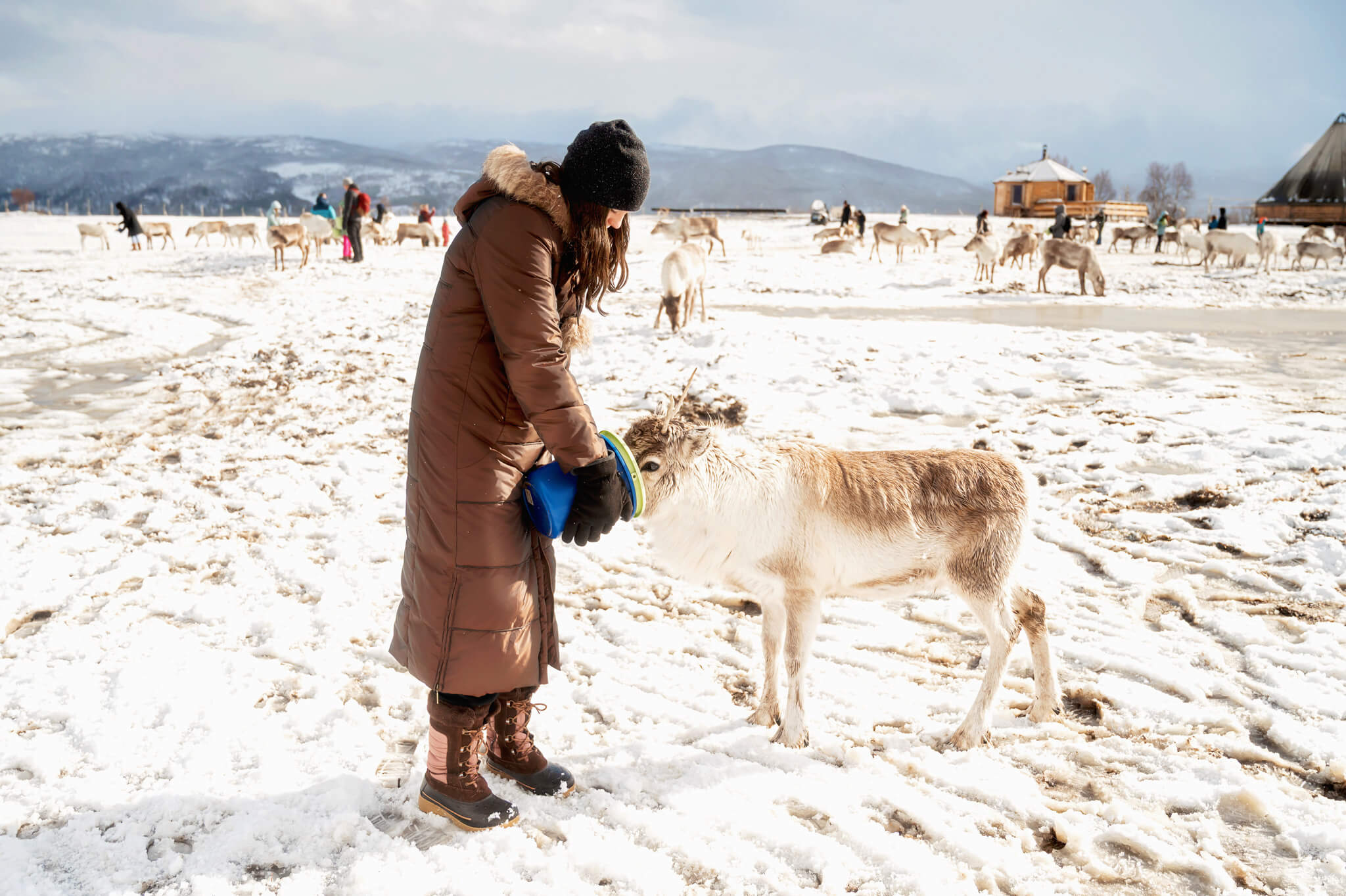 Tromso Norway 50 • Our Little Lifestyle Tromso Arctic Reindeer Feeding Photos