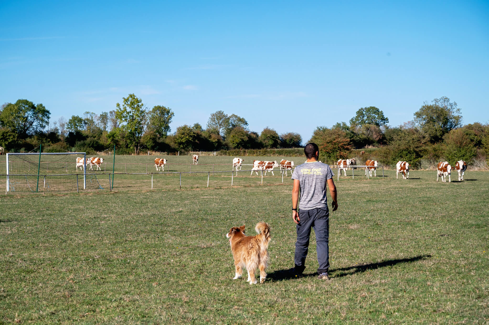 Man standing in a grassy field with two dogs at his feet, cows near a fence in the background under a blue sky.