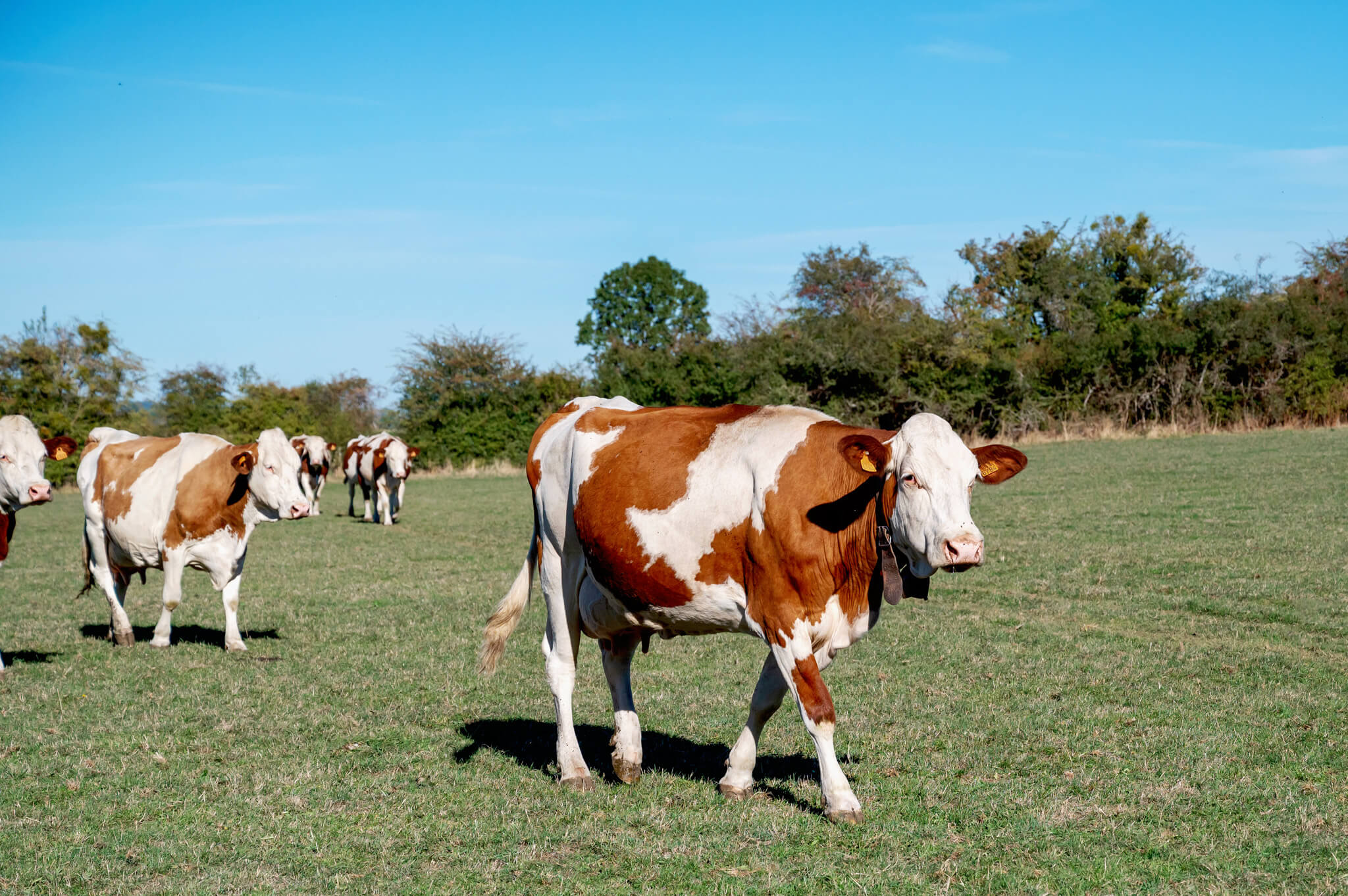 Several brown-and-white cows grazing in a sunny green field with a line of trees in the distance under a clear blue sky.
