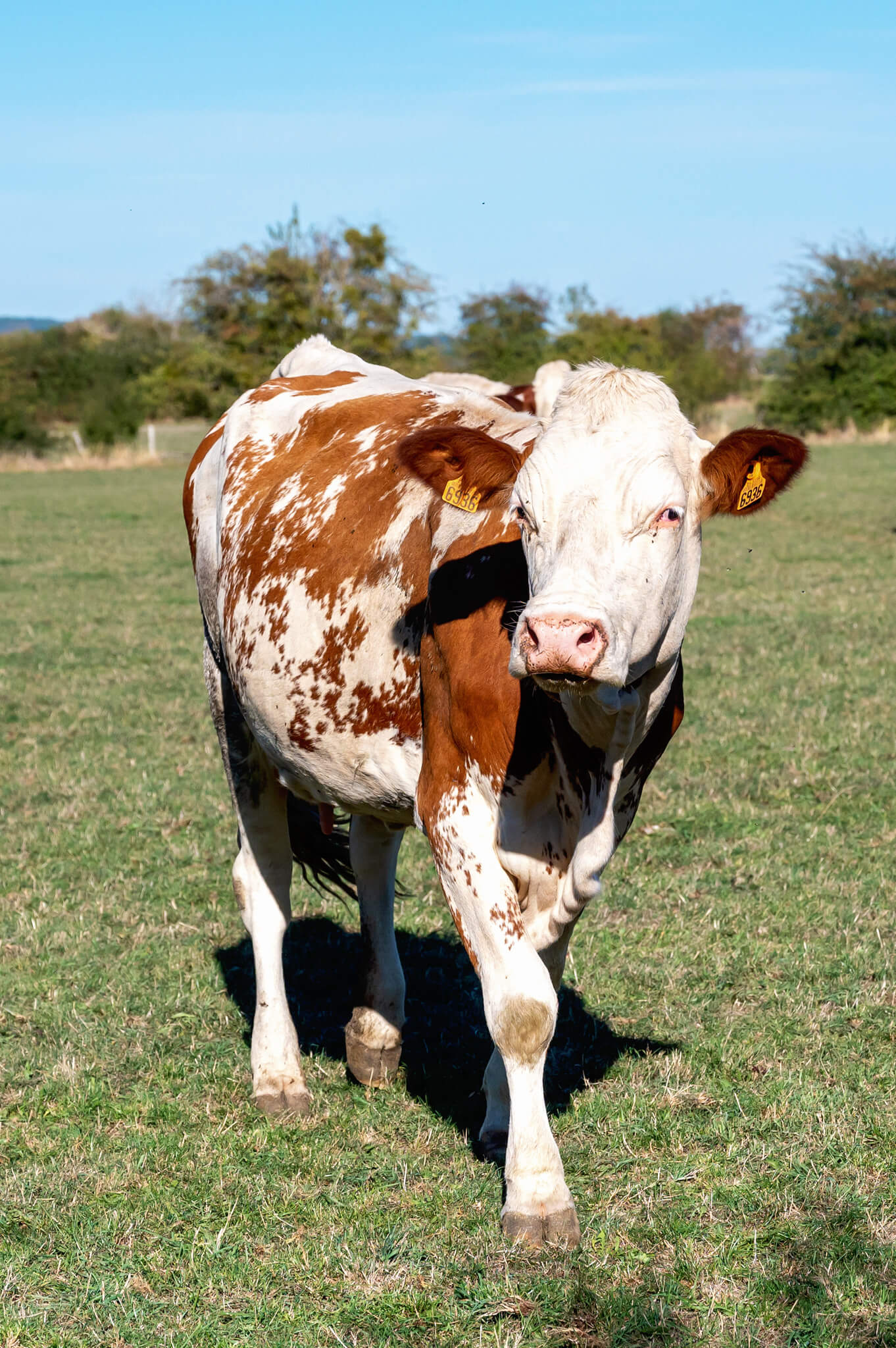 Two cows with white faces and brown patches walk toward the camera in a grassy field under a clear blue sky, wearing yellow ear tags.