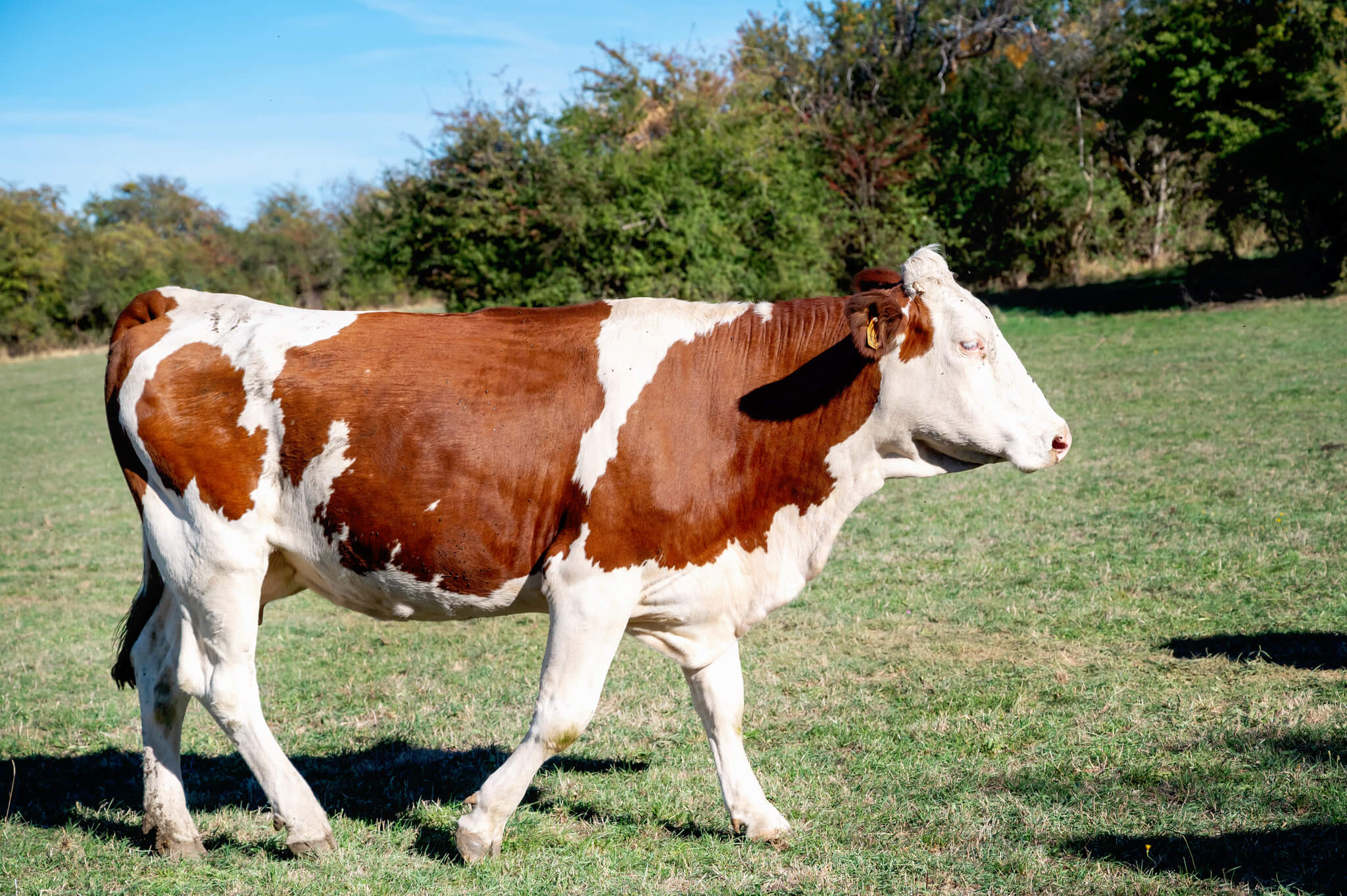 Brown-and-white cow walking in a sunny grassy field with trees in the background.