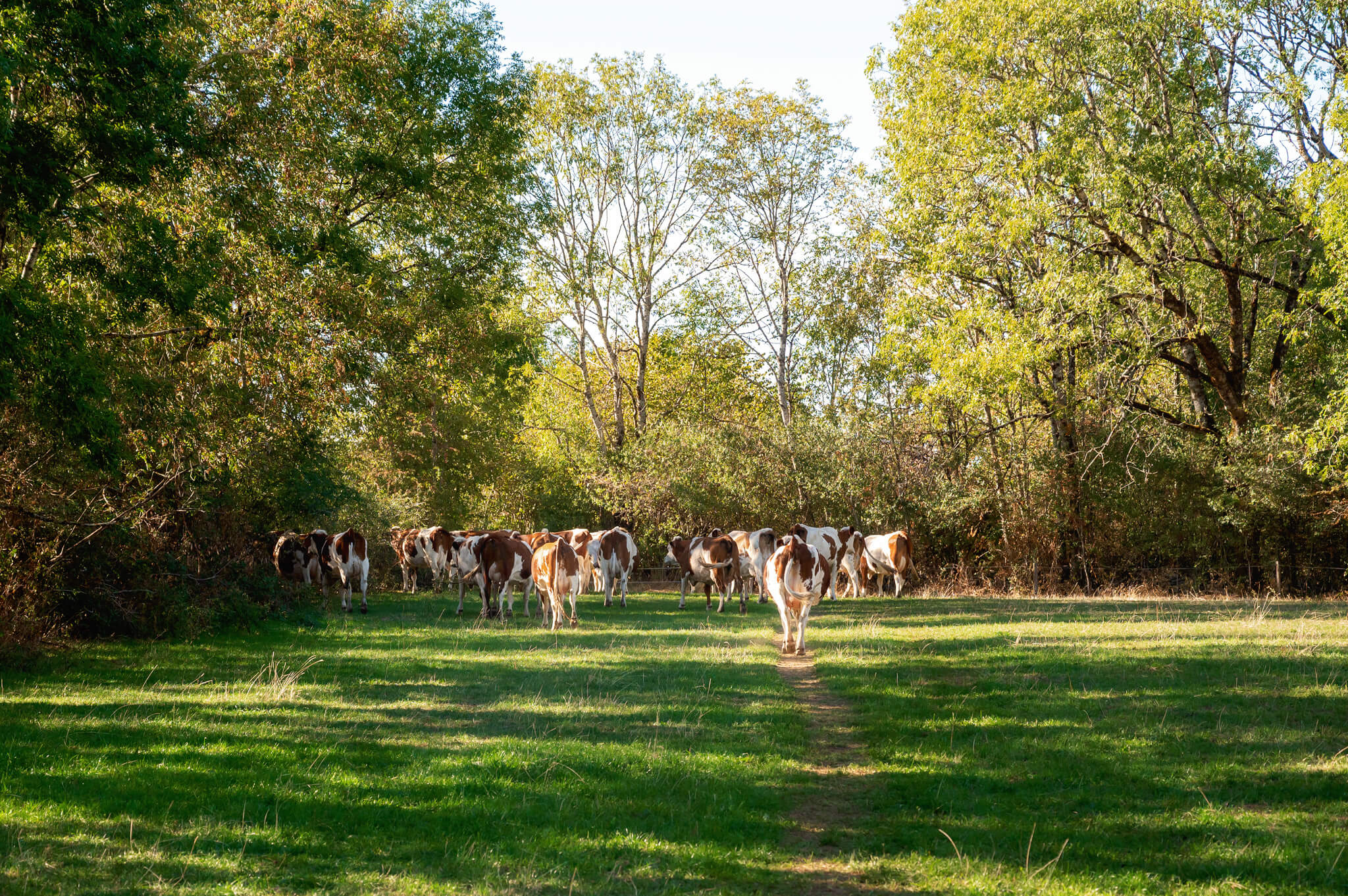 Herd of brown-and-white cows standing on a sunlit green field with trees in the background at the edge of a forest.