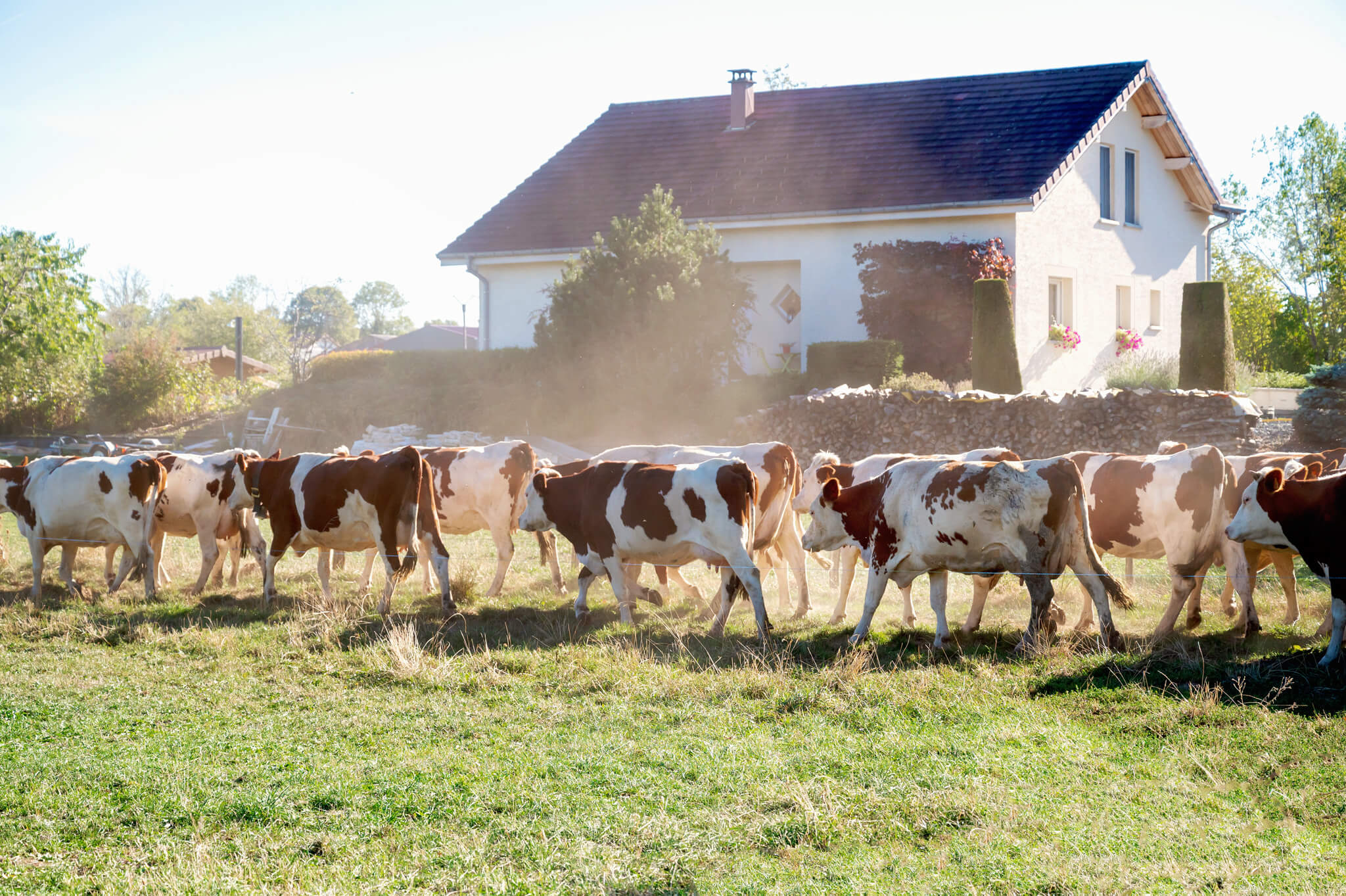 Line of brown-and-white cows grazing in a field with a white house and red roof in the background on a sunny day.