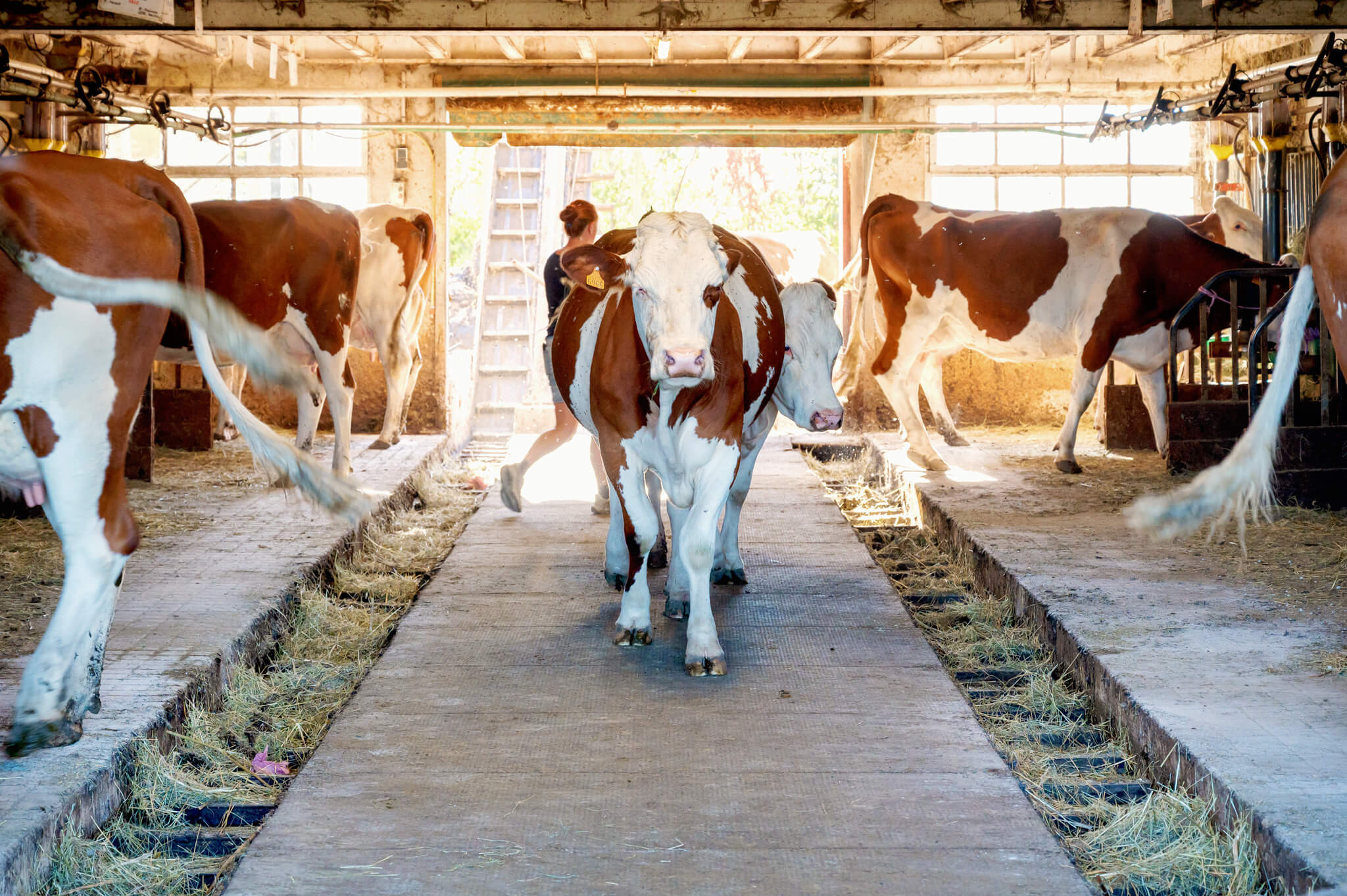 comte cheese cows walk down a concrete barn aisle with a person in the background near a ladder, sunlight streaming in.