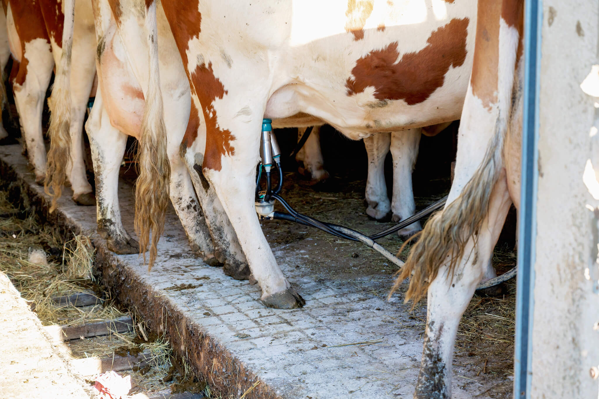 Dairy cows lined up in a barn with milking equipment attached to their udders.