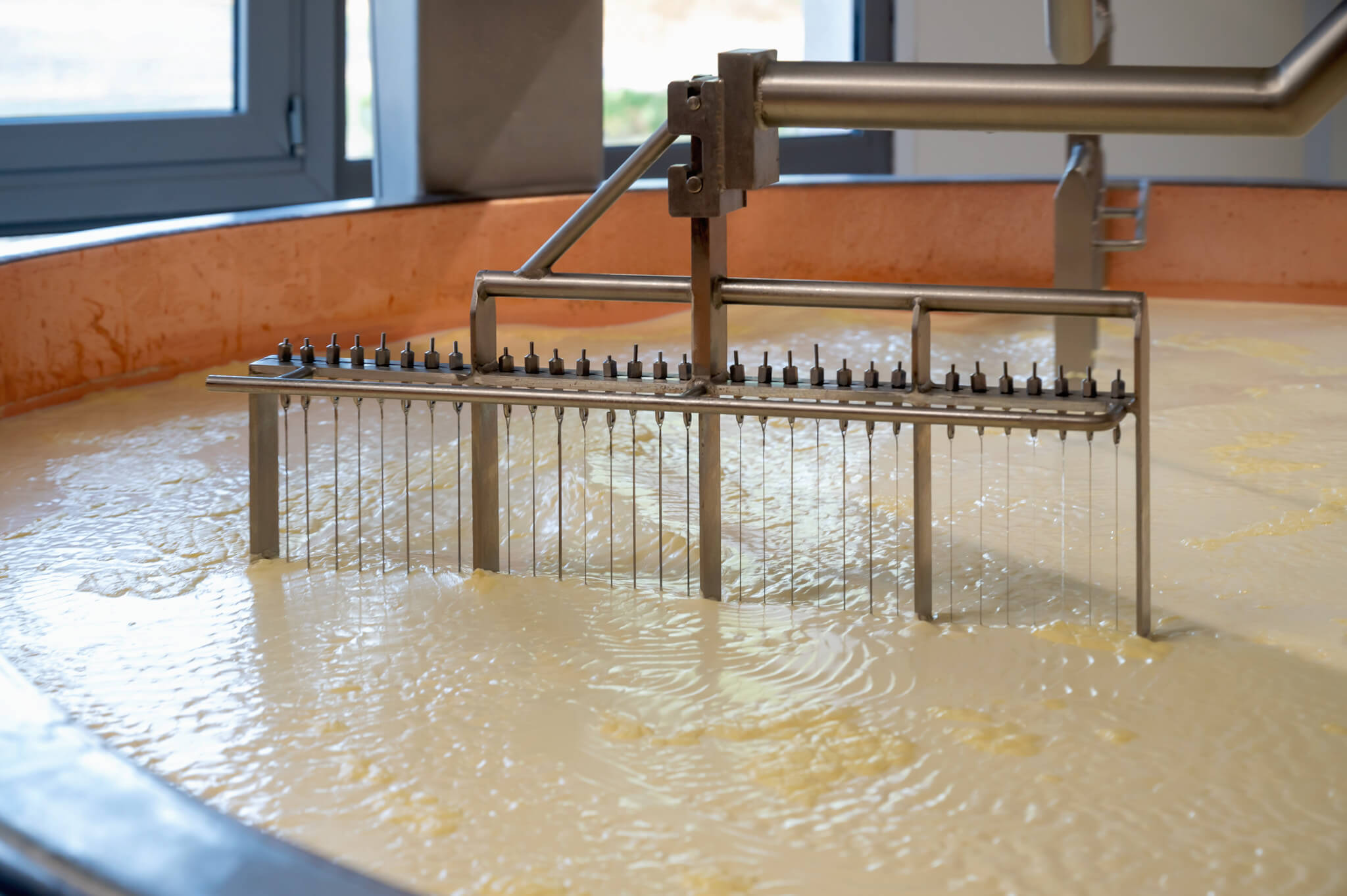 Comte cheese making