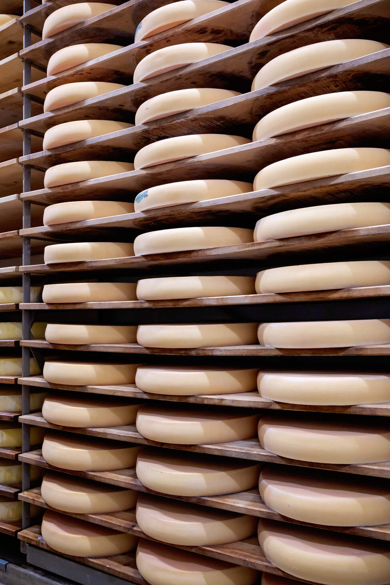 Rows of pale comte cheese wheels on wooden shelves in a cheese aging room.
