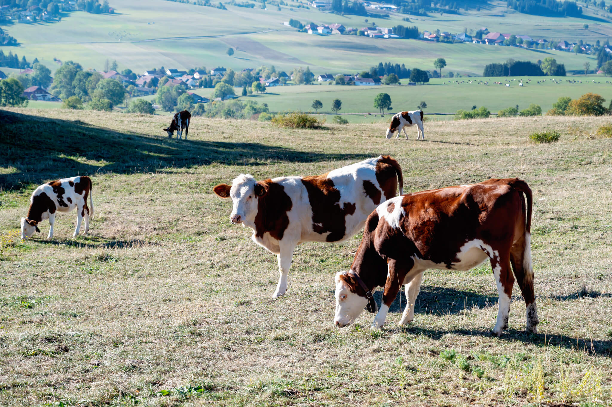 Cows grazing in a sunny hillside pasture with a distant village and green fields on the horizon.