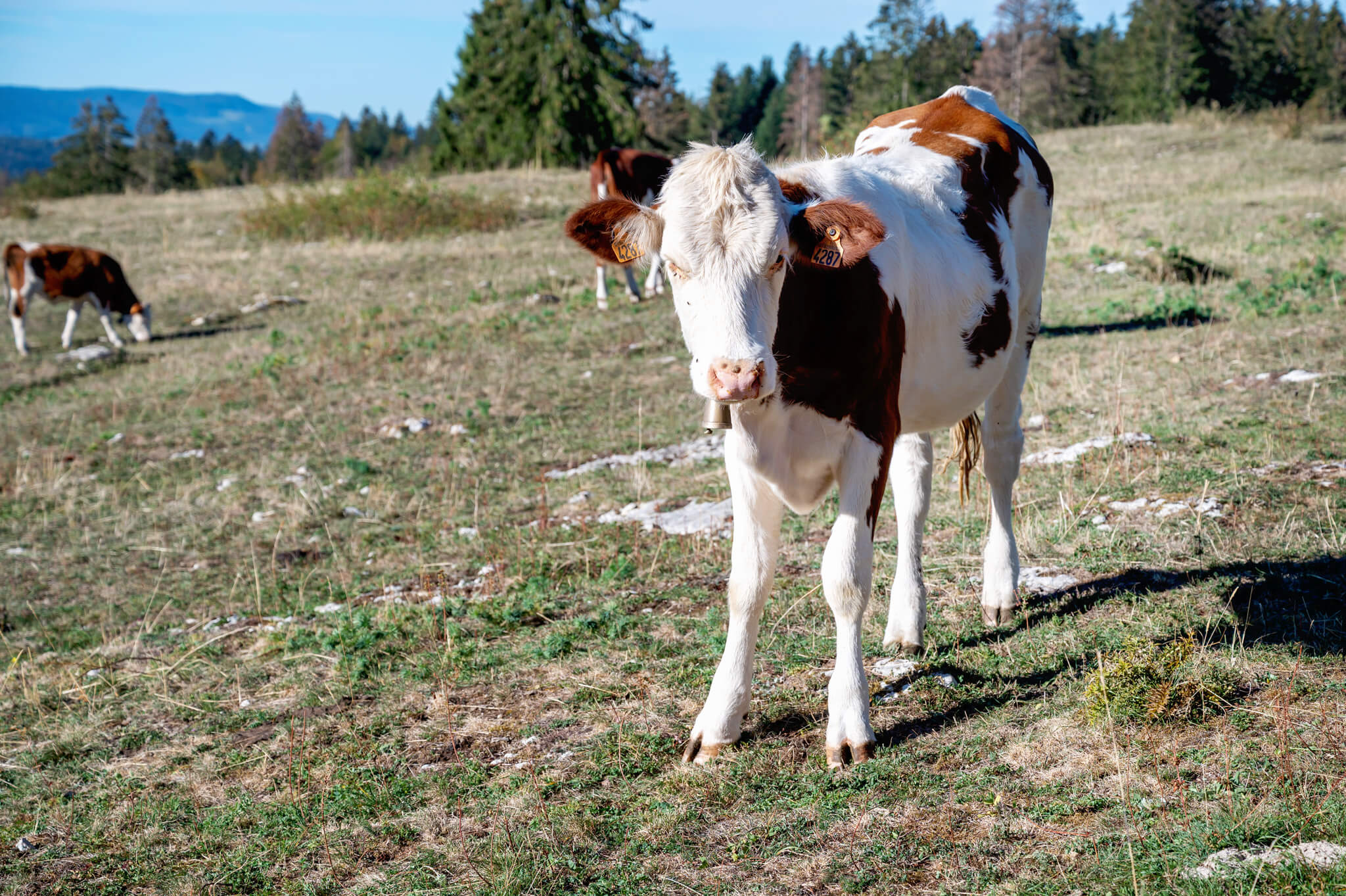 White and brown dairy cow facing the camera in a sunlit grassy field, bell at its neck and ear tags visible, other cows in the background.