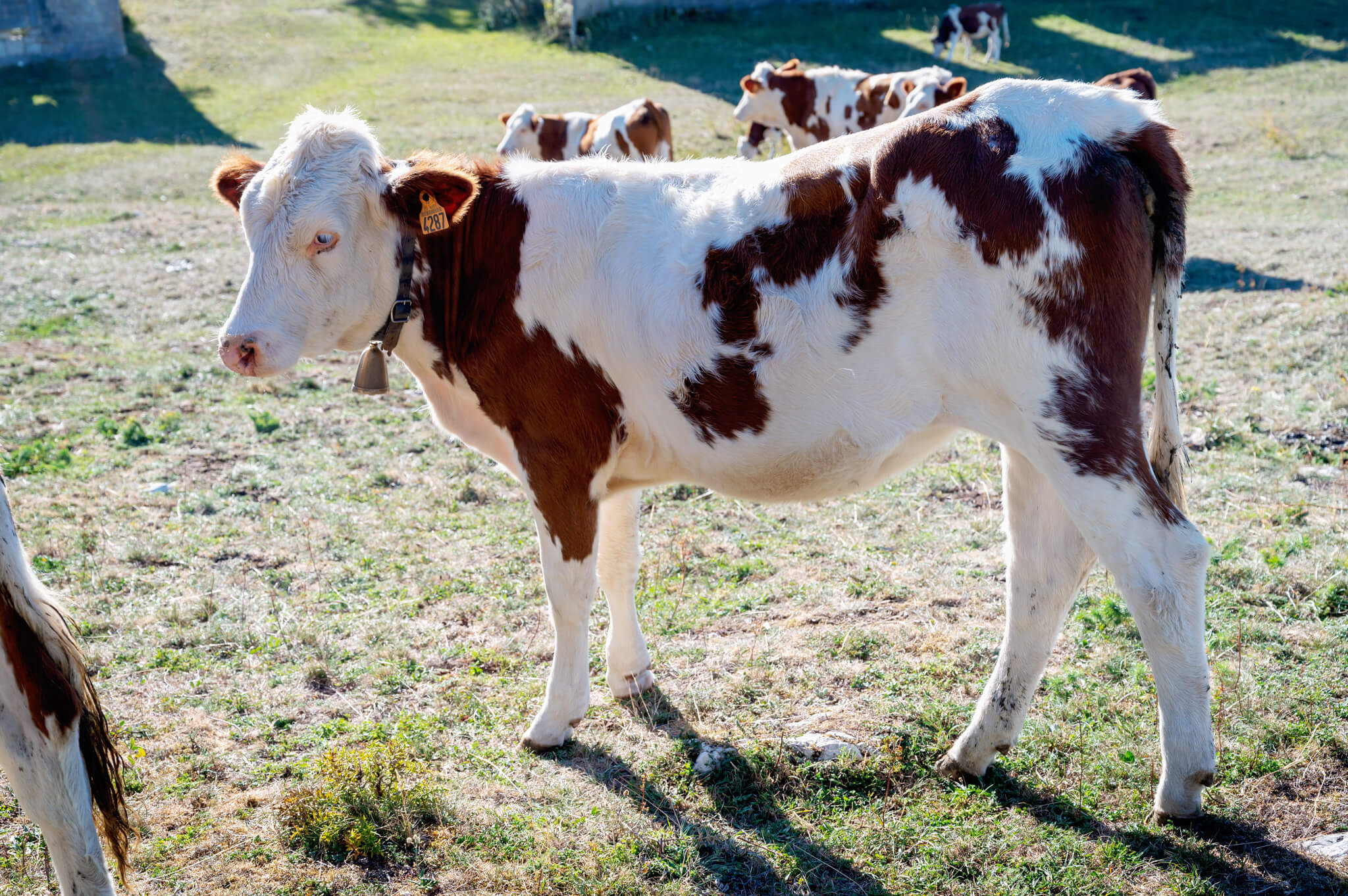 Close-up of a white-and-brown cow wearing an ear tag and bell, standing in a sunlit pasture with other cows grazing in the background.